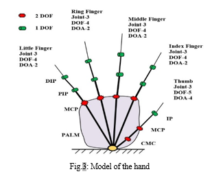 Kinematic model of a hand: each finger has 3 joints with 4 DoF : index