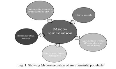 Workshop – Mycoremediation, a sustainable strategy for the