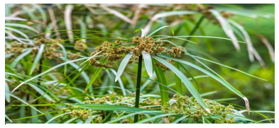 Formulation and Evaluation of Nagarmotha Hair Oil Formulation and Evaluation of Nagarmotha Hair Oil